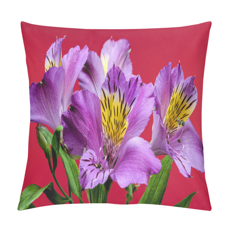 Personality  Vibrant Purple Alstroemeria Navarro Flowers With Yellow And Black Markings, Captured On A Red Background Pillow Covers