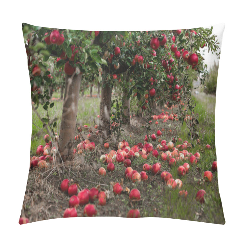 Personality  Fresh Apples From The Orchard. Apple Harvest Ready To Be Picked From The Orchard In The Republic Of Moldova. Pillow Covers