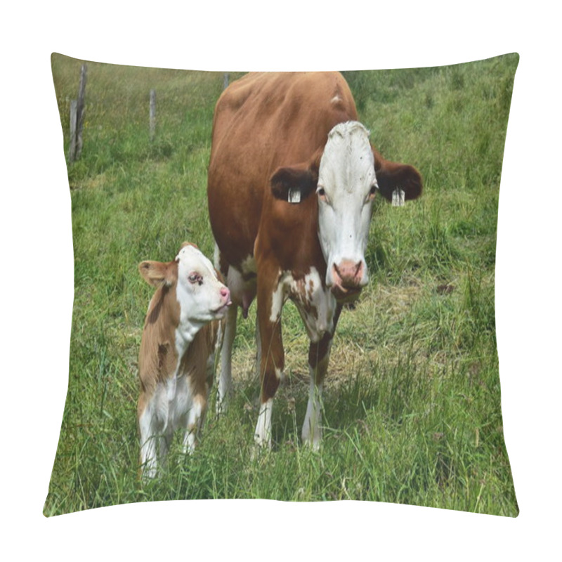 Personality  Cattle, Cows And Calves   Pillow Covers