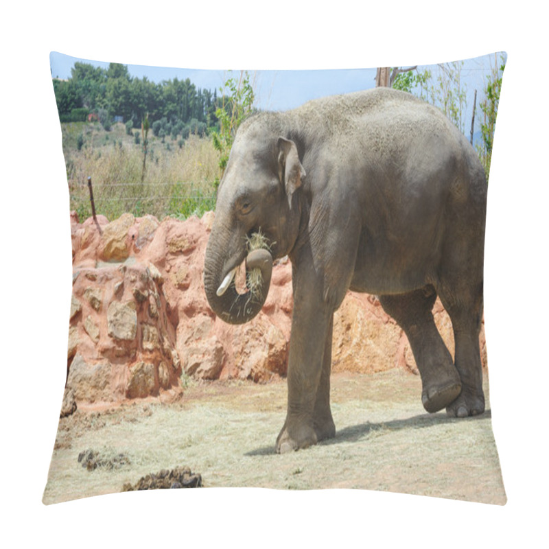 Personality  One Asian Elephants In A Zoo Pillow Covers