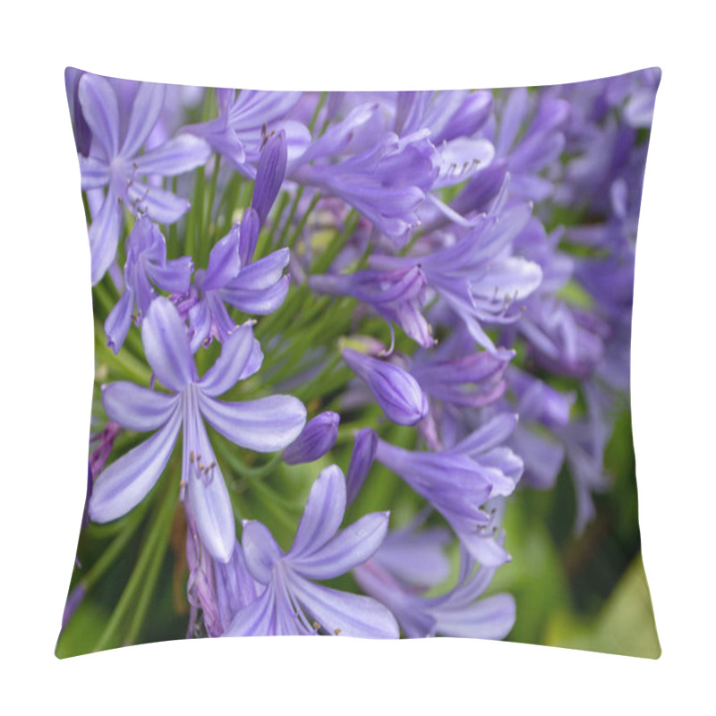 Personality  Agapanthus Blue Flowers Closeup. Lily Of The Nile Or African Lily Flowering Plant Pillow Covers