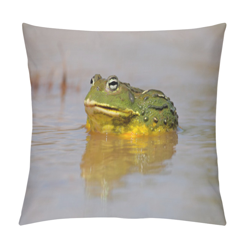 Personality  African Giant Bullfrog Pillow Covers