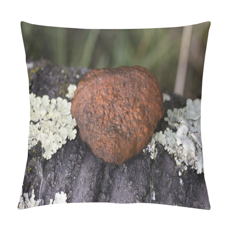 Personality  Pycnoporus Cinnabarinus, Also Known As The Cinnabar Polypore, Is A Saprophytic, White-rot Decomposer. Its Fruit Body Is A Bright Orange Shelf Fungus.  Pillow Covers