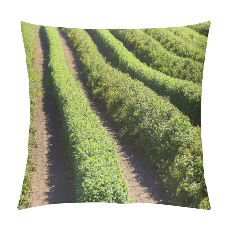 Personality  Raspberry Farm Pillow Covers