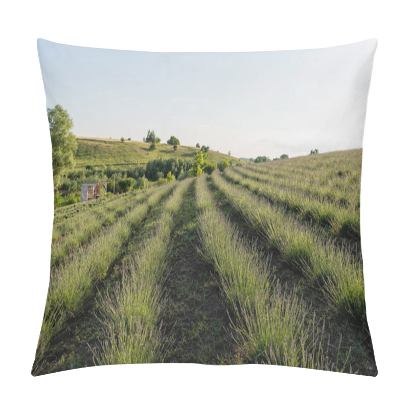 Personality  Rows Of Green Plants In Meadow Under Clear Sky Pillow Covers