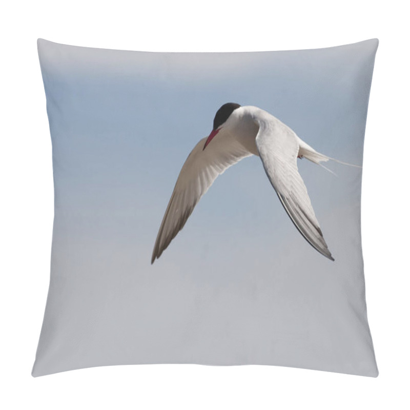 Personality  A Common Tern, Sterna Hirundo, Flying Pillow Covers