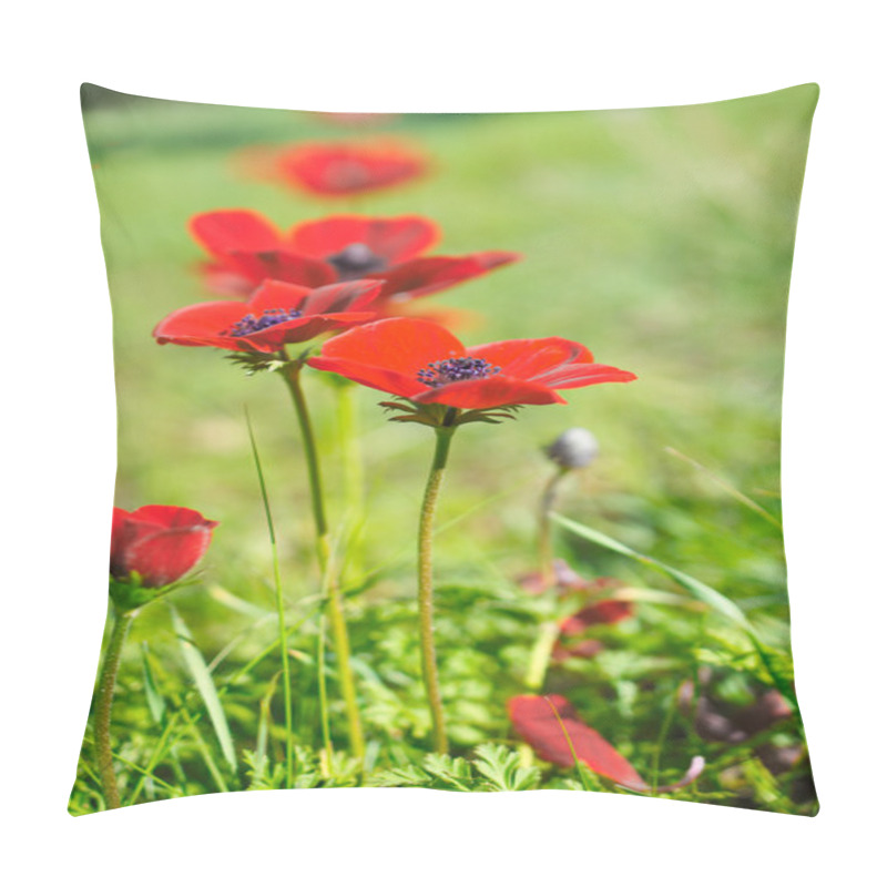 Personality  Wild Anemone (windflower) Flowers Blooming In The Israeli Winter Pillow Covers