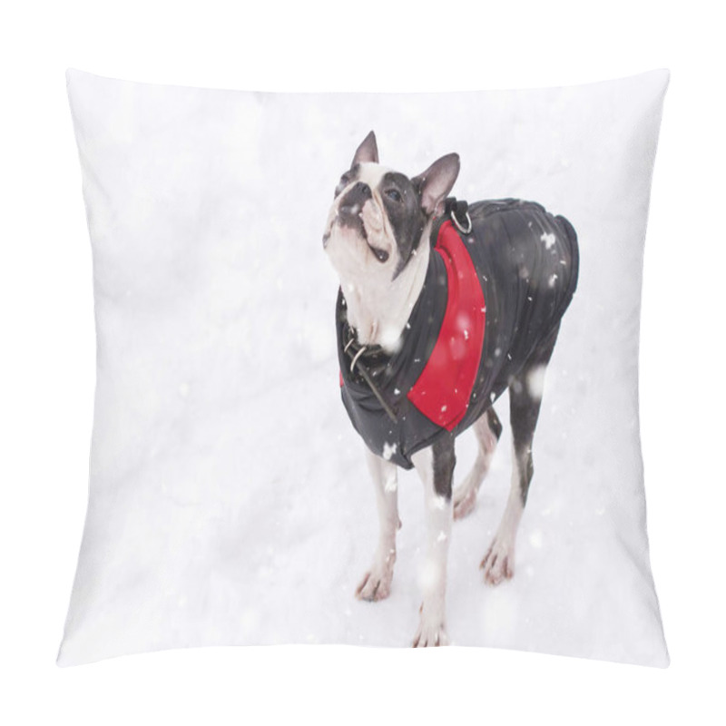 Personality  Dog Breed Boston Terrier In Winter Clothes Pillow Covers