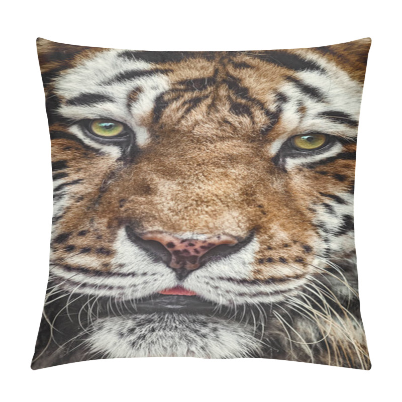 Personality  Close Up Portrait Of Tiger Looking Ahead Pillow Covers