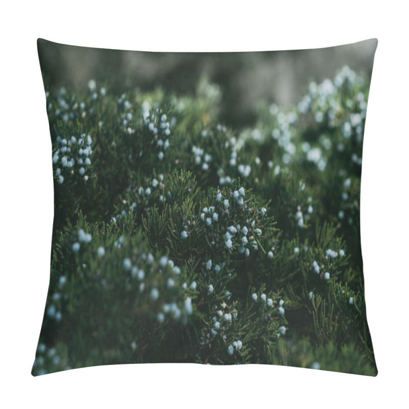 Personality  Close Up Texture Of Dark Green Juniper Tree With Berries Pillow Covers