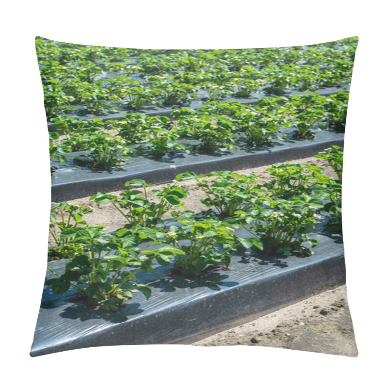 Personality  Plantations Of Young Strawberry Plants In Blossom Growing Outdoor On Soil Covered With Plastic Film Pillow Covers