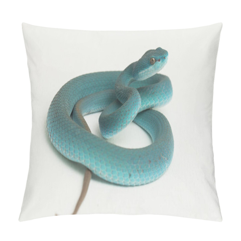 Personality  Blue Insularis (Trimeresurus Insularis) White-lipped Island Pit Viper On White Background Pillow Covers