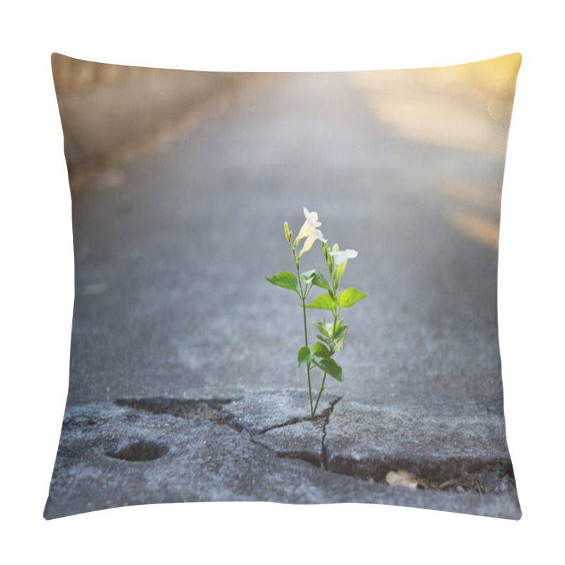 Personality  White Flower Growing On Crack Street, Soft Focus, Blank Text Pillow Covers