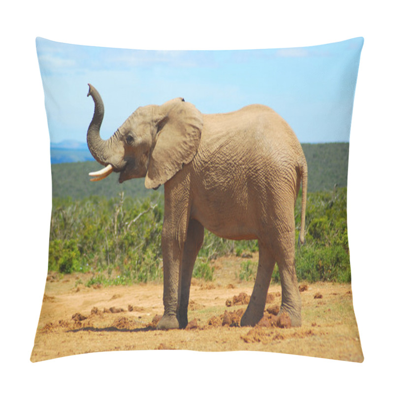 Personality  African Elephant Smelling Pillow Covers