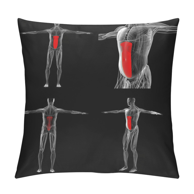 Personality  3d Rendering Medically Accurate Illustration Of The Rectus Abdom Pillow Covers