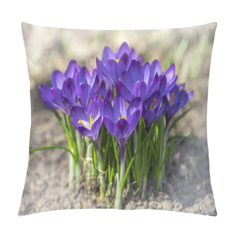 Personality  Early Spring, Flowering Crocus Family Crocus Ruby Giant Pillow Covers