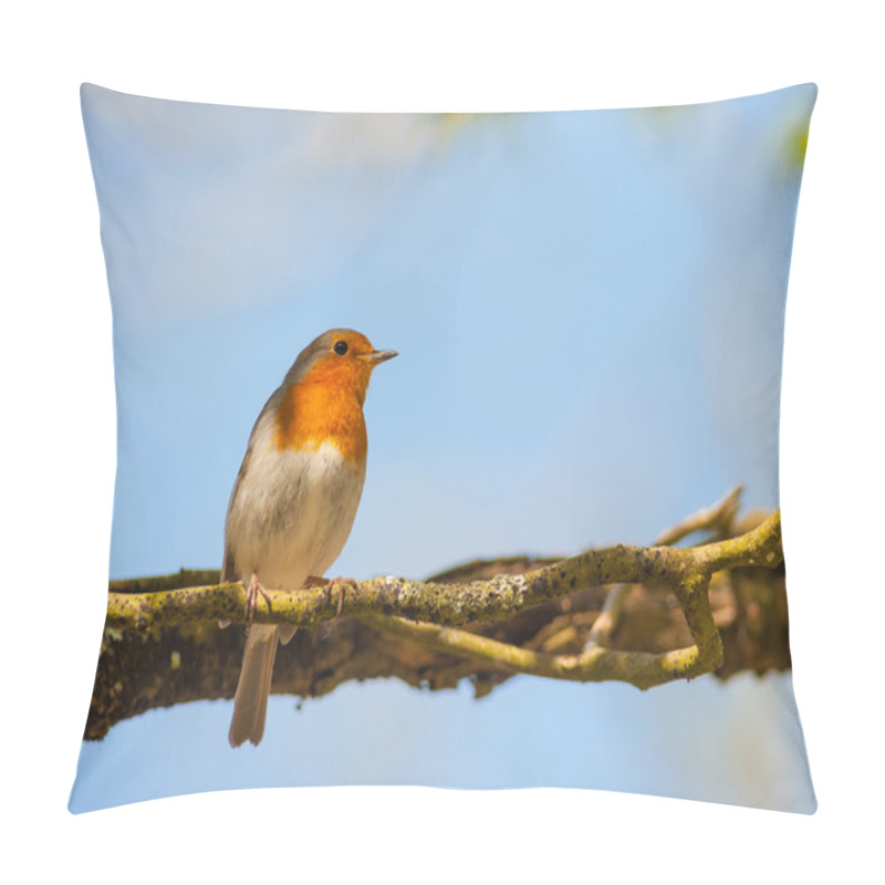 Personality  Red Robin Bird Perched In The Shade Pillow Covers