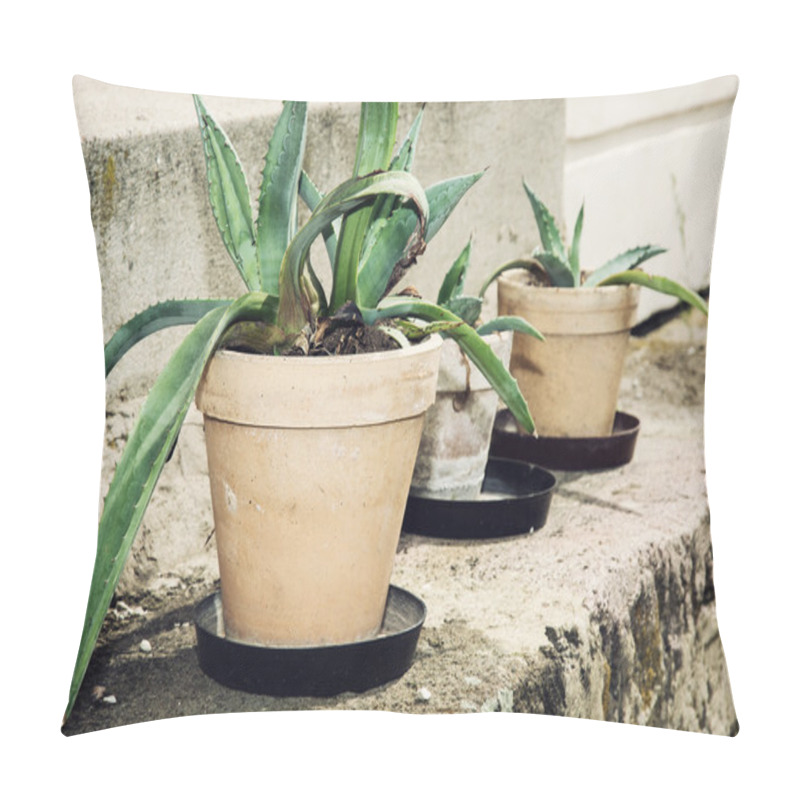 Personality  Three Succulent Plants In Flower Pots Pillow Covers