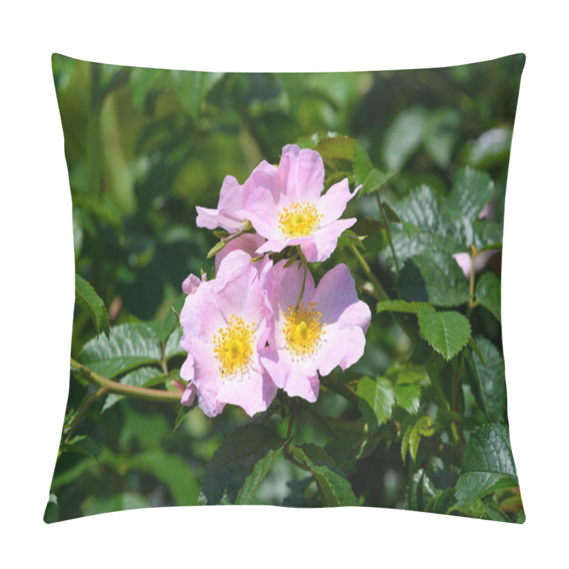 Personality  Close Up Of A Delicate Rosa Canina Flowers In Full Bloom In A Spring Garden, In Direct Sunlight, With Blurred Green Leaves In The Background Pillow Covers