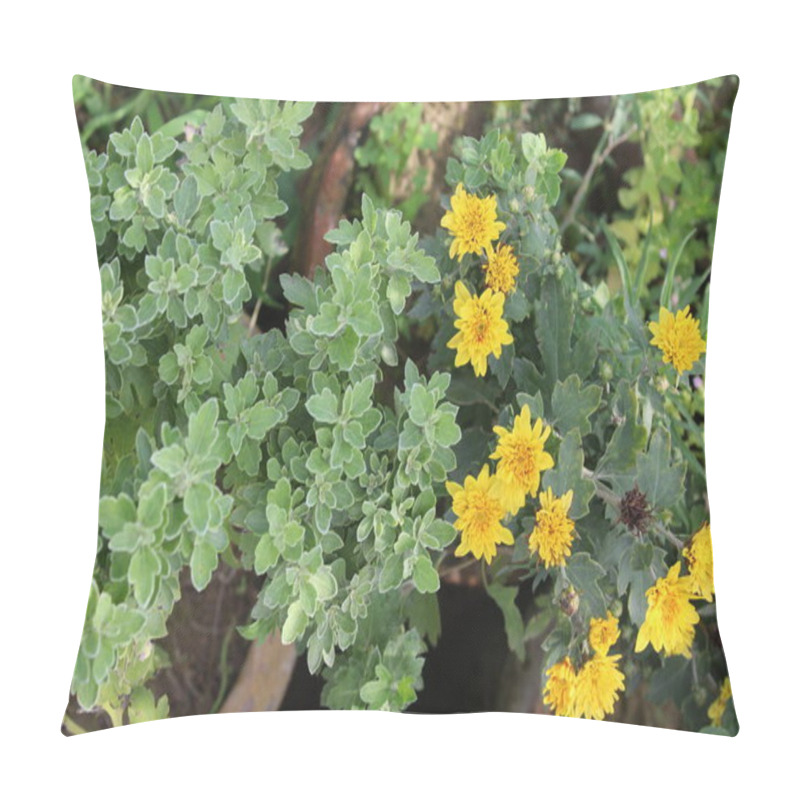 Personality  Chrysanthemum, Morifolium Or Garden Mum Pillow Covers