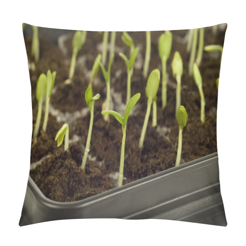 Personality  Time To Grow Up Guys Pillow Covers