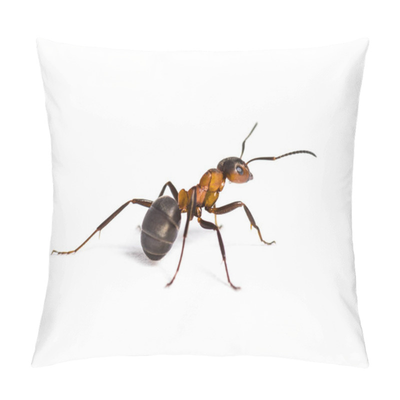 Personality  European Red Wood Ant, Formica Polyctena, Isolated On White Pillow Covers