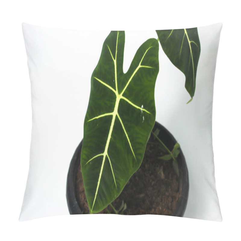 Personality  Close-up View Of Alocasia Green Velvet (Alocasia Micholitziana Frydek) On Black Pots Isolated On White Background. Pillow Covers