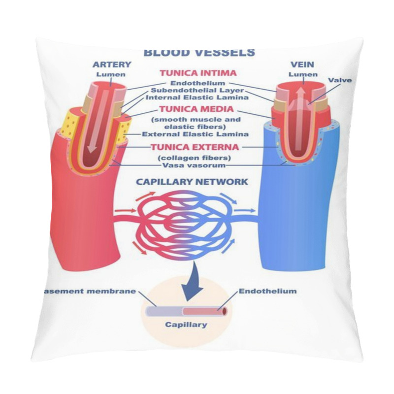 Personality  Blood Vessels Educational Banner Or Poster Pillow Covers