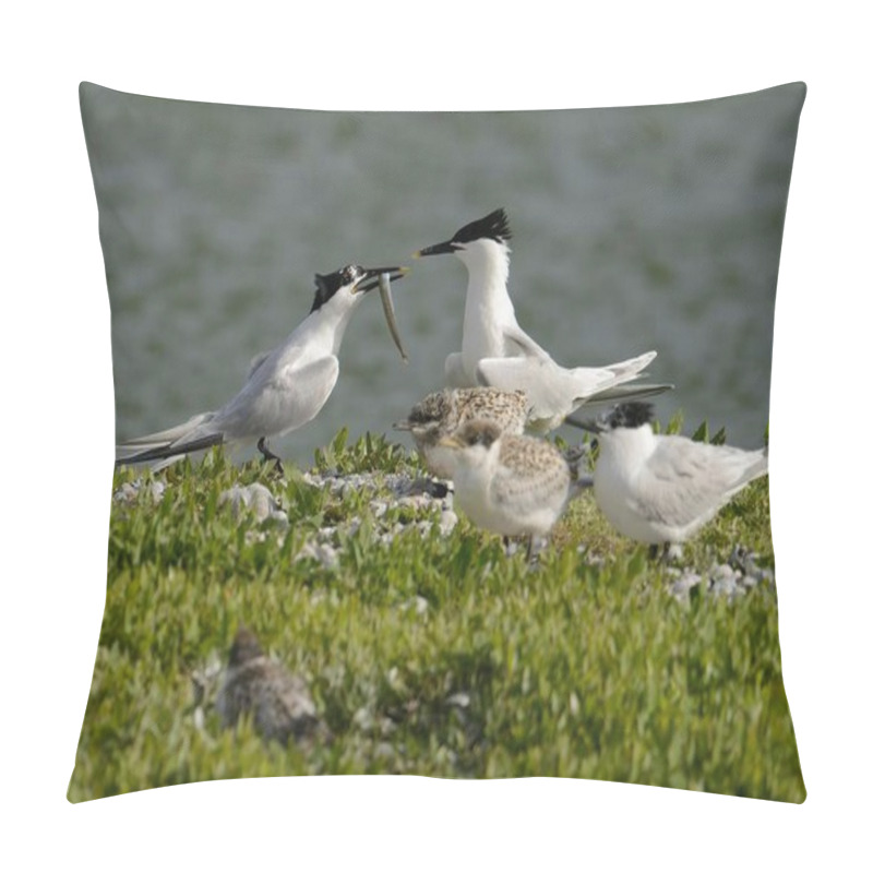 Personality  Sandwich Tern (Sterna Sandvicensis), Handing Over Fish To Partner, Texel, The Netherlands, Europe Pillow Covers