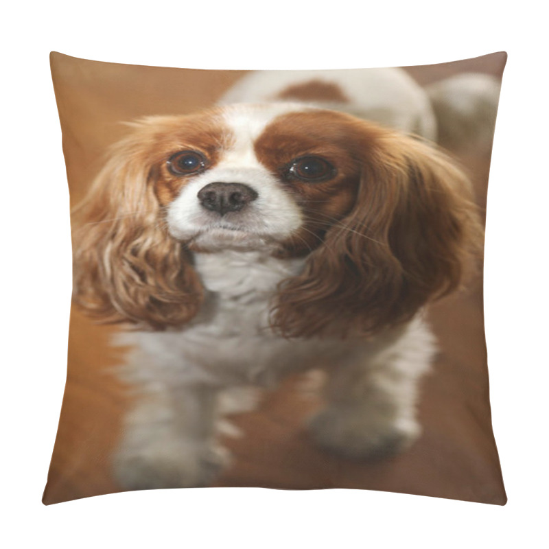 Personality  Dog. Family Pet. Family Member. Family Dog. King Charles Spaniel. Cavalier King Charles Spaniel. A Beautiful And Cute Dog Of The Cavalier King Charles Spaniel Breed. Lap Dog. Family Friend. Mans Best Friend. Loyal Dog. Beautiful Dog Breed. Sweet Dog. Pillow Covers