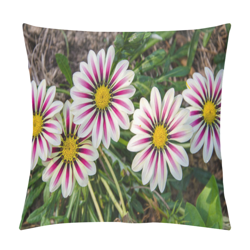 Personality  Gazania Sunny Flower Pillow Covers