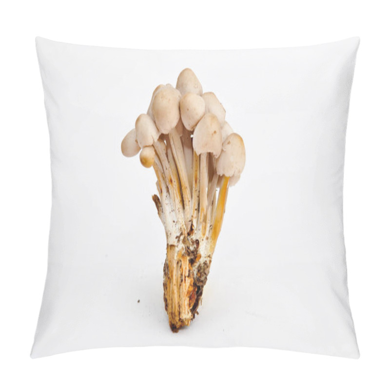 Personality  Group Of Psilocybin Mushrooms On Neutrall Background Pillow Covers