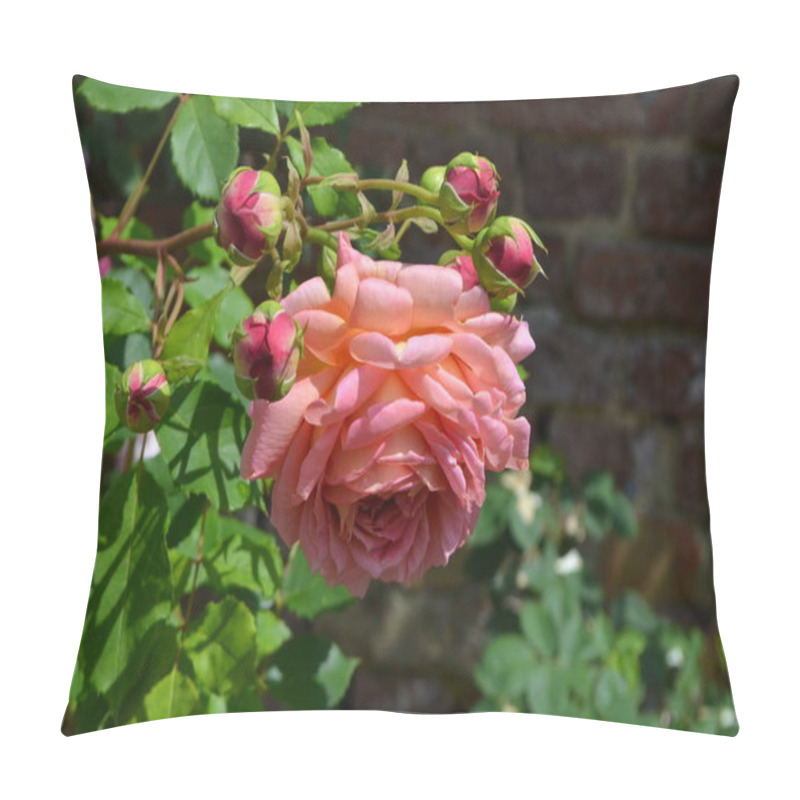 Personality  Close Up Of One Large And Delicate Vivid Pink Rose In Full Bloom And Smaller Blooms In A Summer Garden, In Direct Sunlight, With Blurred Green Leaves In The Background Pillow Covers