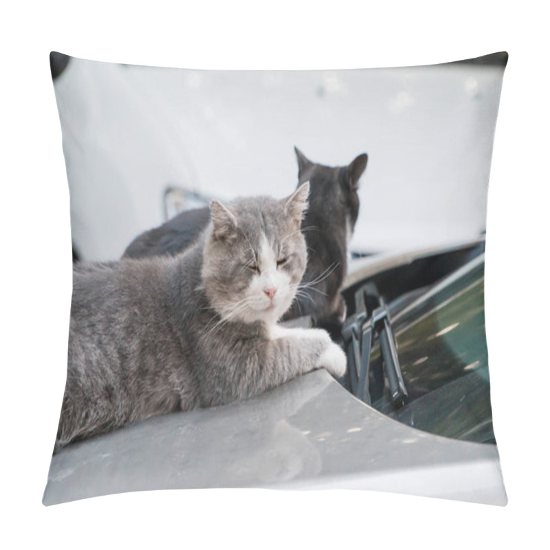 Personality  Serene Feline Companions Relaxing On A Car Hood Under Soft Afternoon Light. Pillow Covers