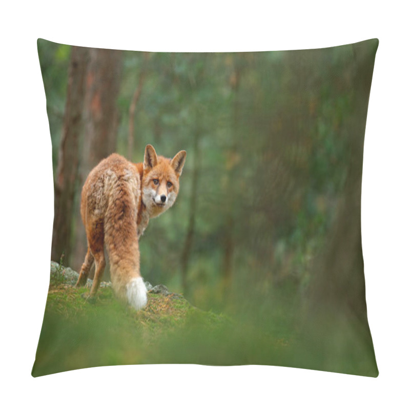 Personality  Cute Red Fox In Forest Pillow Covers