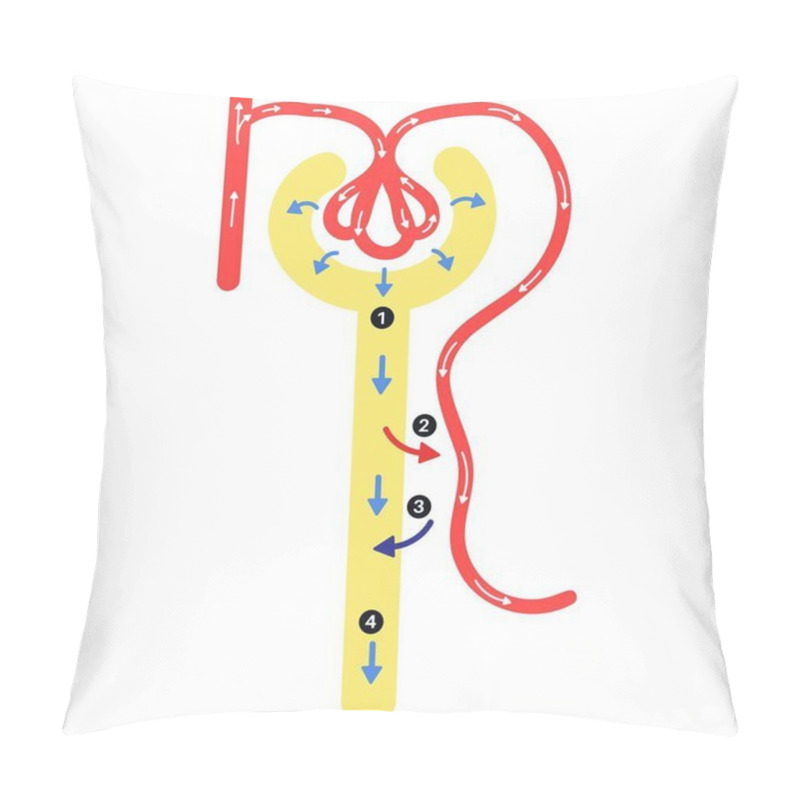 Personality  Anatomy Of Nephron : Urine Formation. Pillow Covers