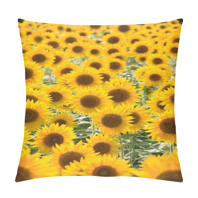 Personality  Beautiful Blooming Sunflower Field In Summer Pillow Covers