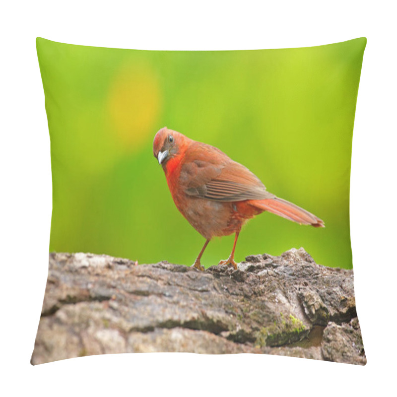 Personality  Red-throated Ant-Tanager Pillow Covers