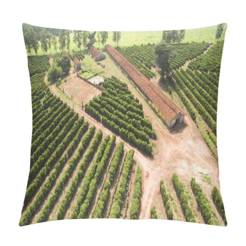 Personality  Small Farm Chickens And Coffee In The Interior Of Brazil  Pillow Covers