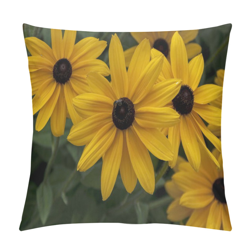 Personality  Black-eyed Susans Rudbeckia Hirta Flowers Pillow Covers