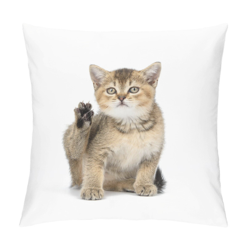 Personality  Kitten Golden Ticked Scottish Chinchilla Straight Sits On A White Background. Cat Looking At The Camera Pillow Covers