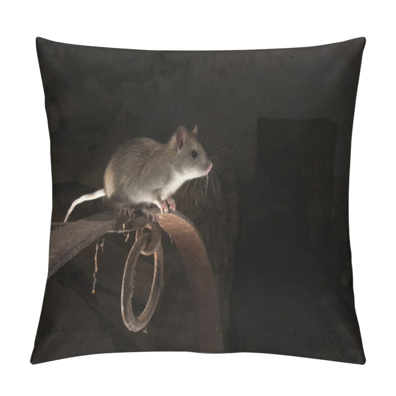 Personality  Black Rat Or Field Rat Portrait In An Old Haystack, Rattus Rattus, Spain Pillow Covers