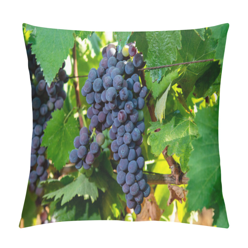 Personality  Bunches Of Red Wine Merlot Grapes Ripening On Green Vineyards In Campo Soriano Near Terracina, Lazio, Italy Pillow Covers