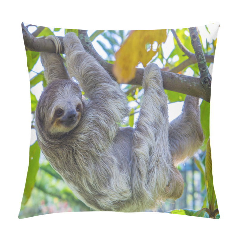 Personality  Sloth In Costa Rica Pillow Covers