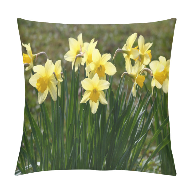 Personality  Spring Day In A Garden. Fresh Flowers Of Narcissuses Create Excellent Mood. Pillow Covers