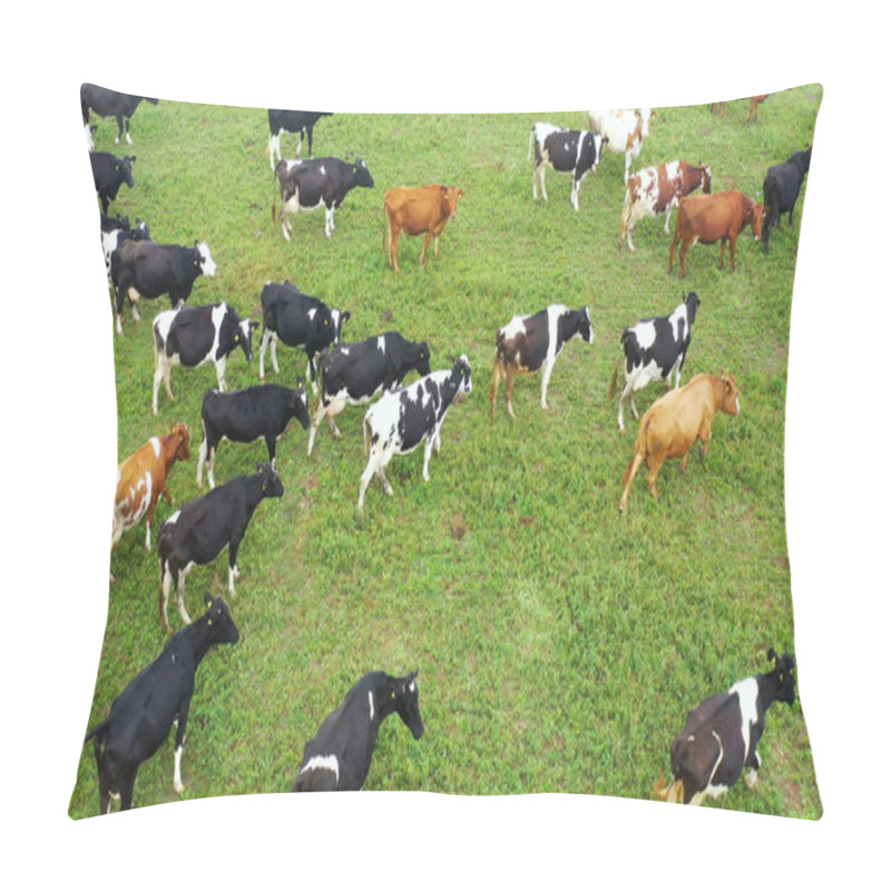 Personality  Aerial View Of Cows Herd Grazing On Pasture Field, Top View Drone Pov , In Grass Field These Cows Are Usually Used For Dairy Production. Pillow Covers