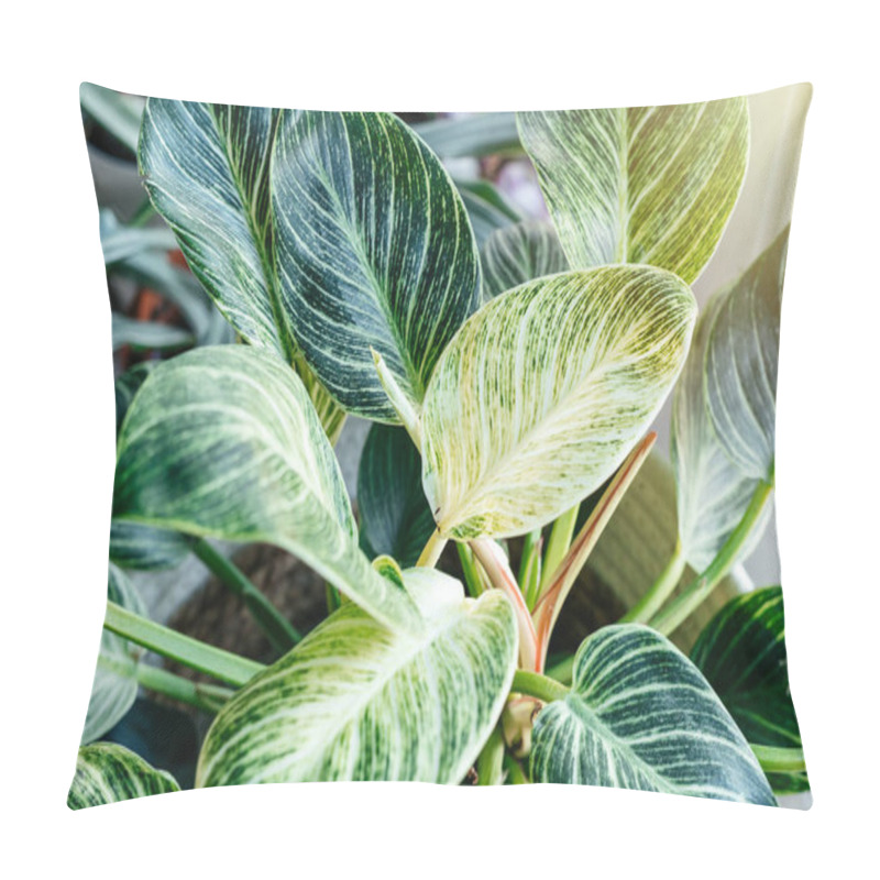 Personality  Close Up Of Leaves Philodendron White Measures Or Birkin Or New Wave In The Pot At Home. Indoor Gardening. Hobby. Green Houseplants. Modern Room Decor, Interior. Lifestyle, Still Life With Plants Pillow Covers