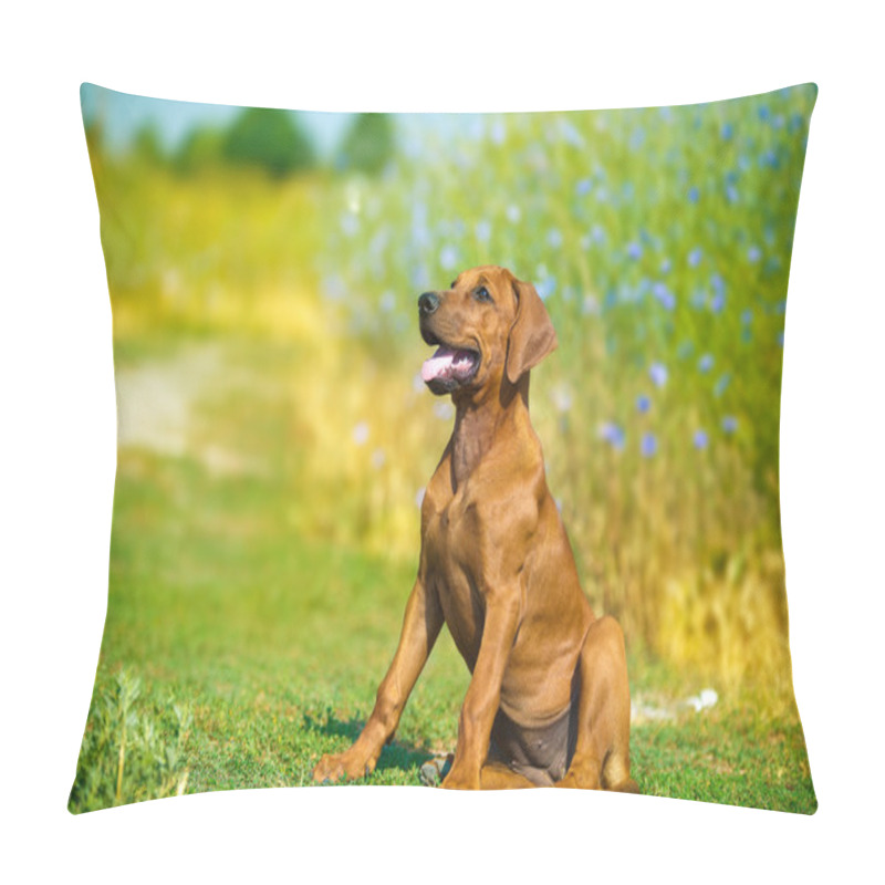 Personality  Beautiful Rhodesian Ridgeback Dog Puppy In A Field Pillow Covers