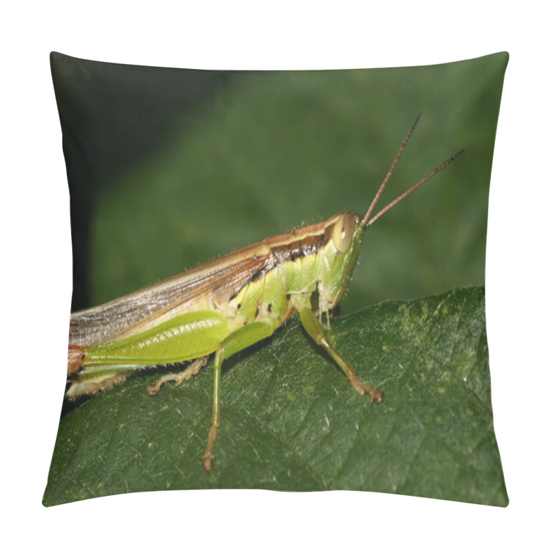 Personality  Close Up Of Locust Pillow Covers