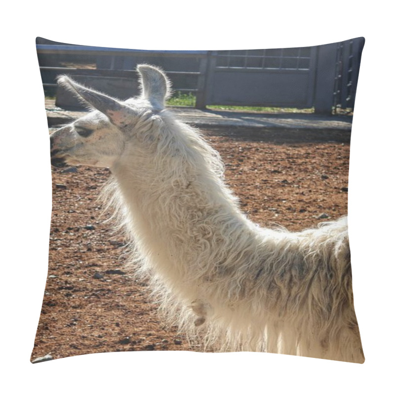 Personality  A Curious Llama Standing In A Scenic Natural Landscape, Showcasing Its Soft Fur And Gentle Expression In The Wild. Pillow Covers